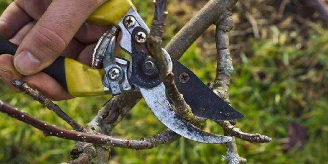 Kasım ayında hangi ağaçlar budanır? Sonbahardan kışa geçişte bu bitkiler coşacak! 6